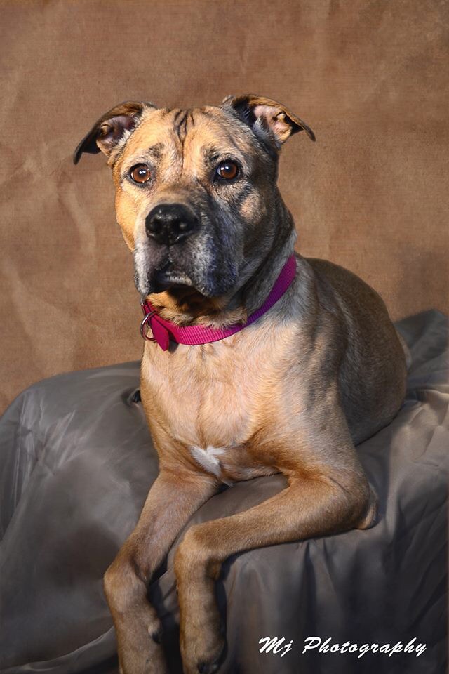 Pet Portraits