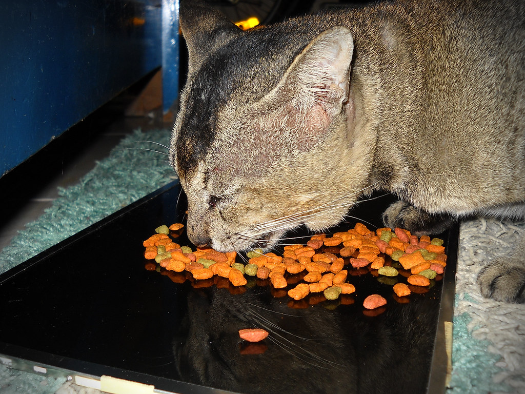Bowls & Feeders