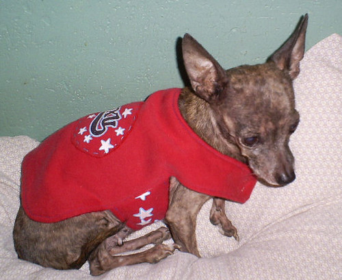 Pet Clothing