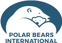 Polar Bears International